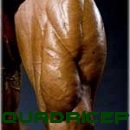 Quadriceps1